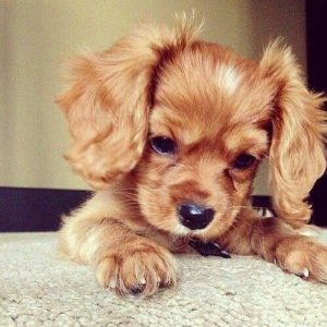 Cute dog